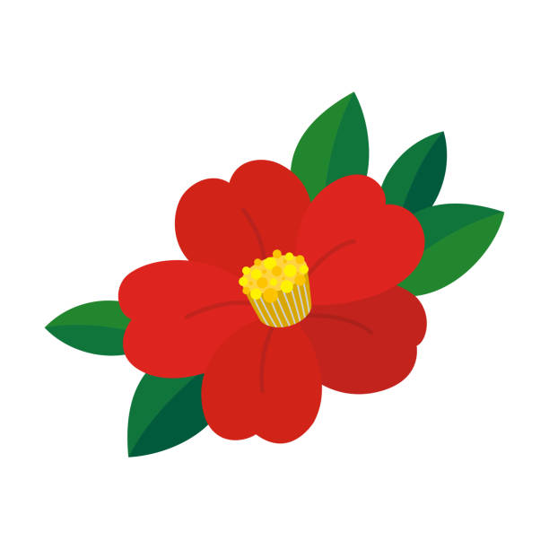 Red Camellia Flower isolated on white background Red Camellia Flower isolated on white background camellia stock illustrations