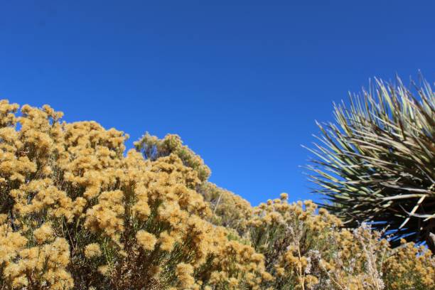PHYTOCOENOSIS - LOST HORSE MINE - 110619 A