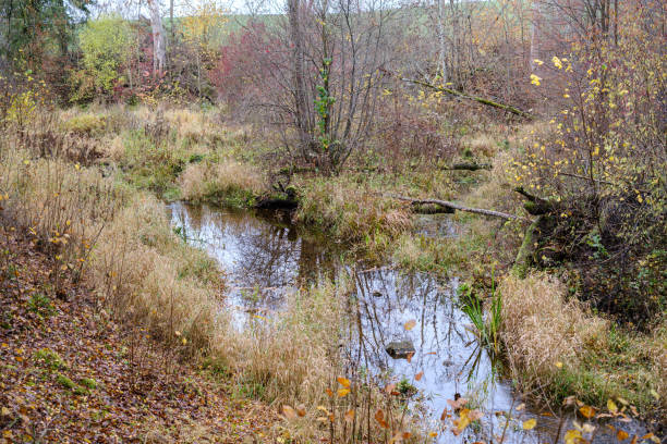 istock small forest lake in countryside with water reflections 1193314155