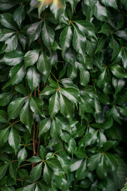 istock Background of grape creeper ivy plant growing on a wall 1193314748