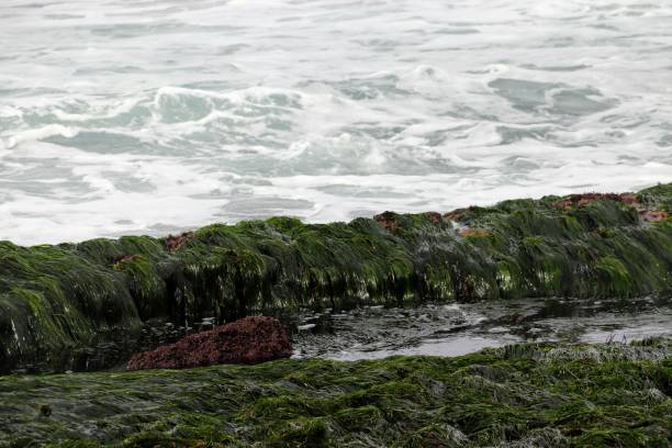istock Tide Pools at La Jolla Cove 1193314961