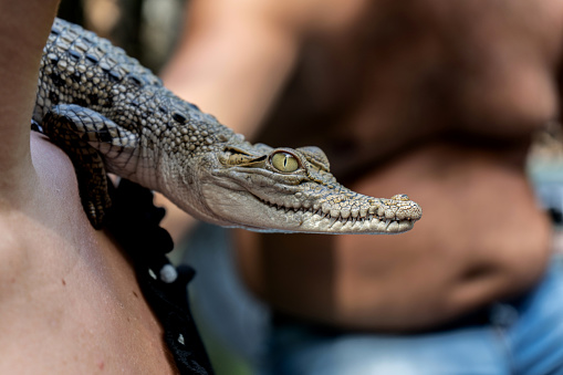 A small crocodile sits on a people shoulder. Close-up