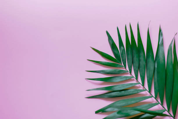 istock Tropical palm leaves frame on pink background. flat lay 1193315051
