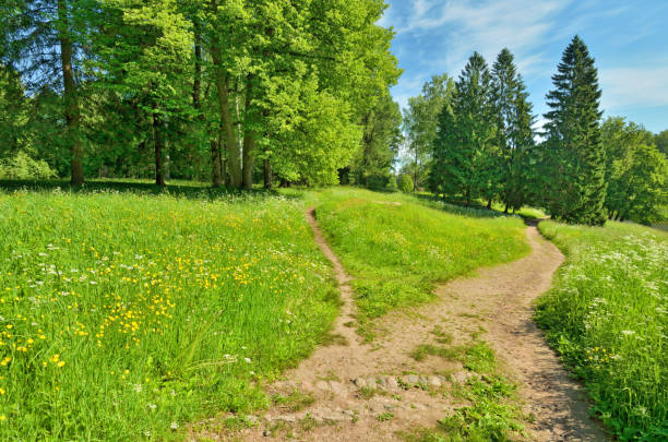 istock Sunny landscape in the forest. 1193315185