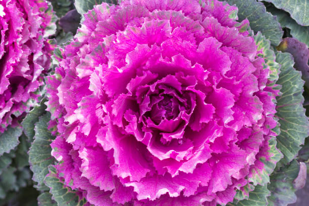 istock decorative pink and green cabbage with water droplets 1193315189