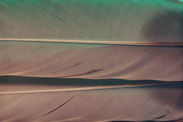 istock Close up Beautiful  Bird feather background texture. Macro photography view. 1193316380