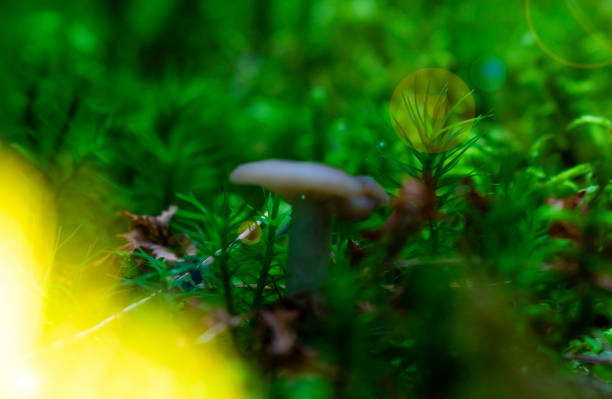istock Macrolepiota mushroom procera also known as 