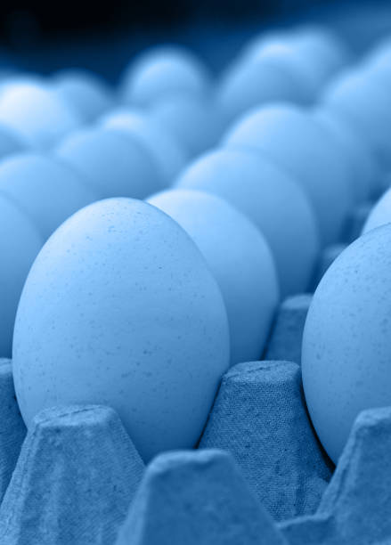 istock Close up blue toned chicken eggs in tray carton 1193317623