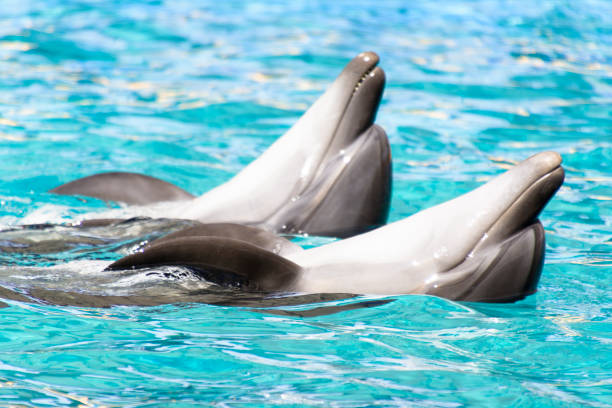 istock Two dolphins swim and dansing in the pool 1193317981
