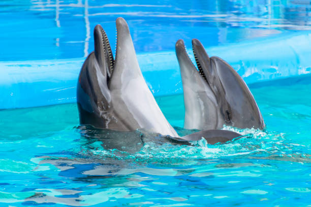 istock Two dolphins swim and dansing in the pool 1193317987