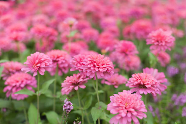 istock Pink zinnia flower Fully bloomed So beautiful 1193319587
