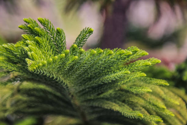 Norfolk Island Pine on nature blurred background. Close up Norfolk Island Pine on green nature. Araucaria heterophylla. Element design nature and green environment concept Norfolk Island Pine on nature blurred background. Close up Norfolk Island Pine on green nature. Araucaria heterophylla. Element design nature and green environment concept araucaria heterophylla stock pictures, royalty-free photos & images