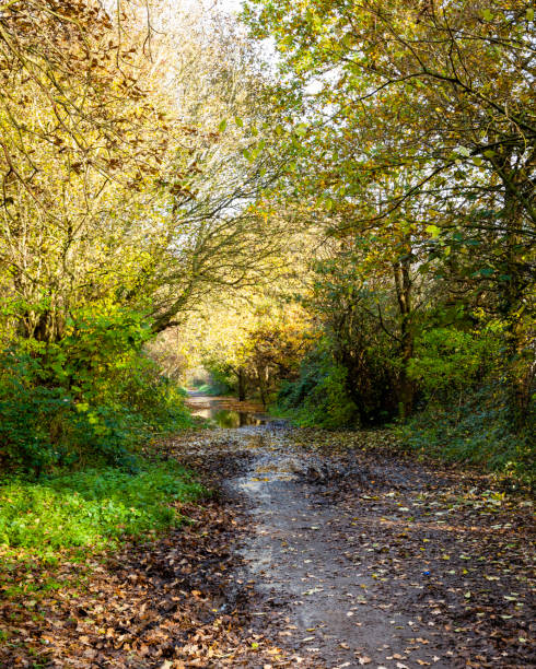 istock pathway in the woods in autumn. 1193322856