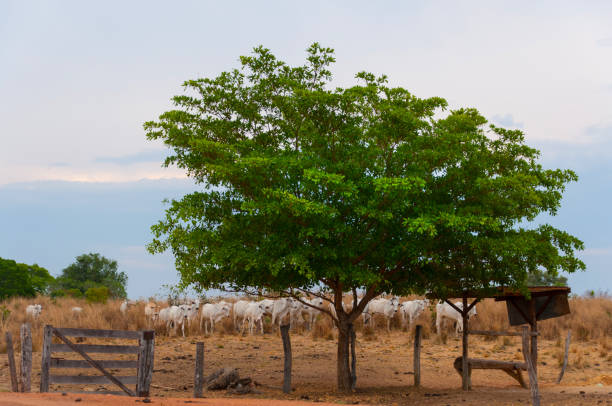 istock cattle and tree in rural cerrado landscape 1193324569