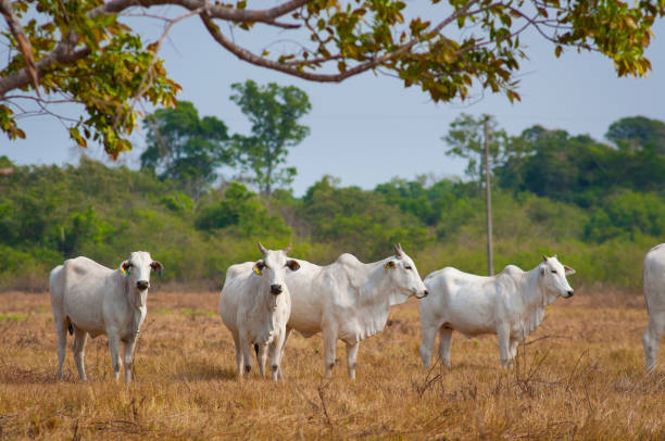 o gado branco sobre o amarelo secou acima da grama - dry country - fotografias e filmes do acervo