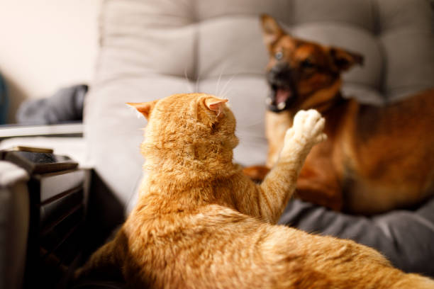 Pet owner.