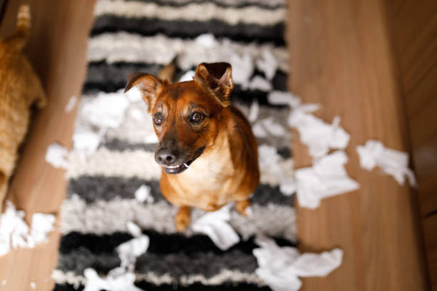 istock Dog proud of it's mess 1193325264
