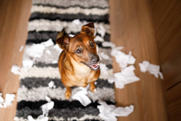 istock Dog proud of it's mess 1193325346