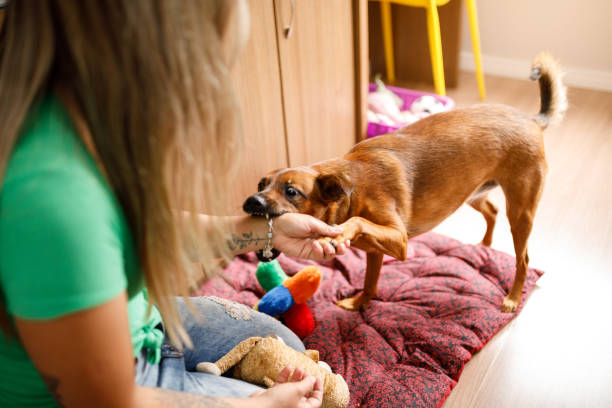 istock Dog biting owner's hand to play 1193325440