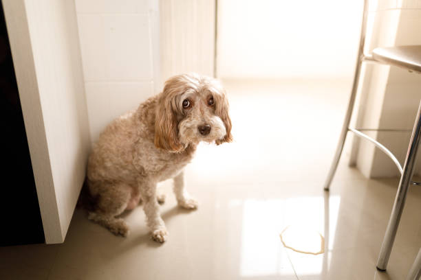 Guilty dog peed in the wrong place Pet owner. urinating stock pictures, royalty-free photos & images