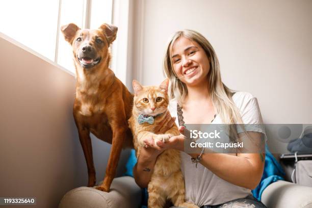 Pet Family Portrait Stock Photo - Download Image Now - Dog, Domestic Cat, Pets