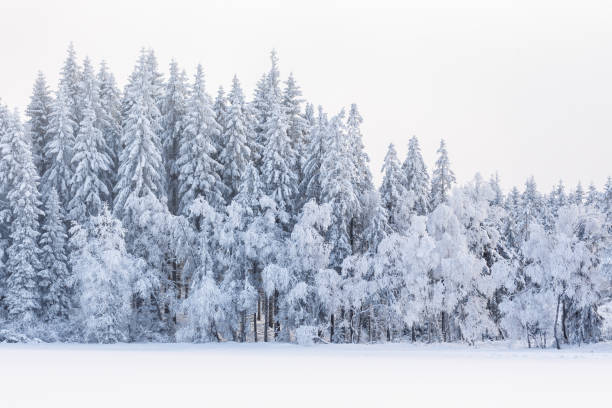 istock Winter forest with snow and frost in the trees 1193327873