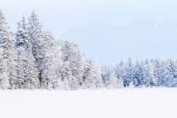istock Landscape  view at a coniferous forest with new snow 1193327926