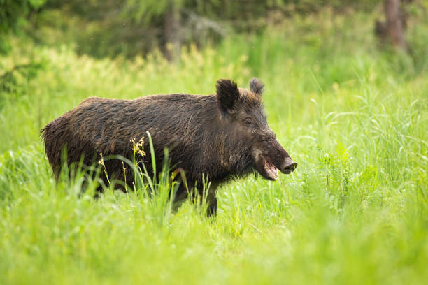 istock Smiling wild boar chewing with mouth open on pasture in nature. 1193327983