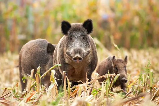 Angry wild boar, sus scrofa, having a guard and taking care of his family in the background. Little piglet standing on the corn field protected by the dominant pig. Concept of family protection.