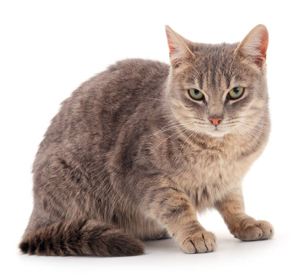 istock Gray house cat. 1193331227
