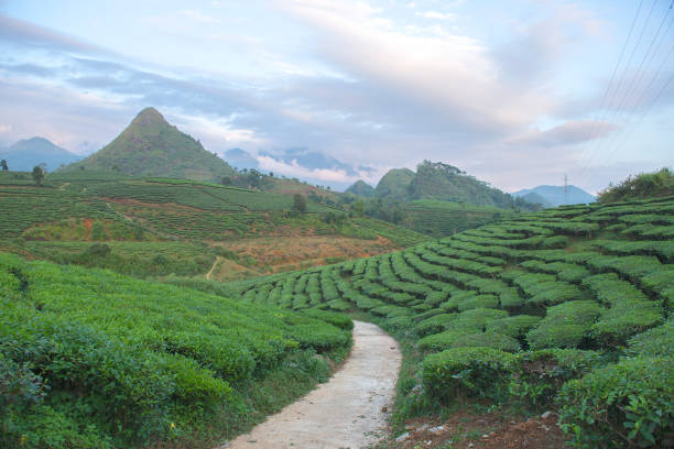 Green tea terrace fields in Moc Chau stock photo