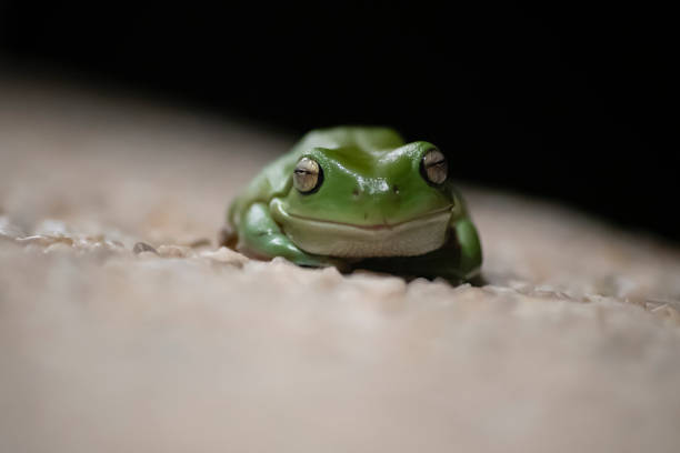 australijska żaba zielonego drzewa - green treefrog frog common frog tree frog zdjęcia i obrazy z banku zdjęć