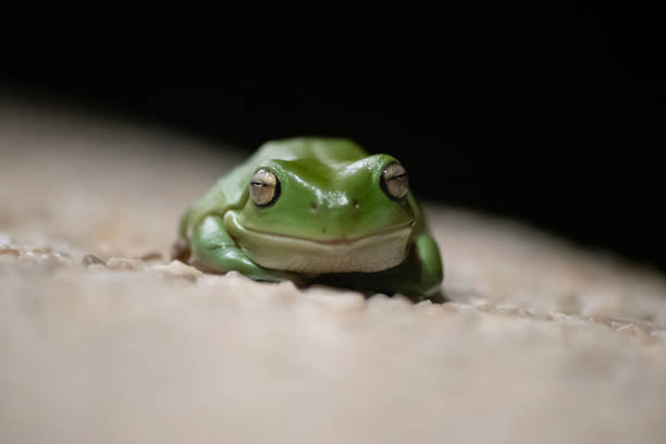 オーストラリアの緑の木カエル - green treefrog frog common frog tree frog ストックフォトと画像