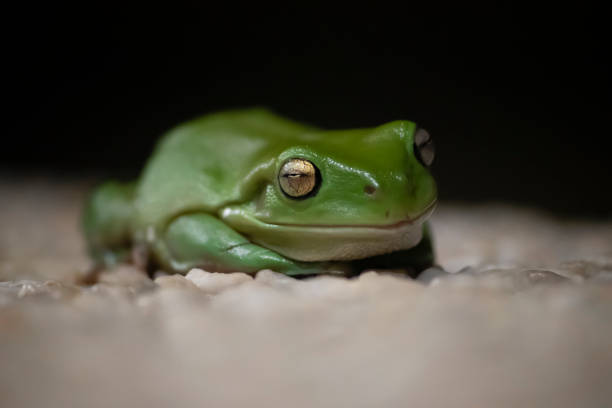 australijska żaba zielonego drzewa - green treefrog frog common frog tree frog zdjęcia i obrazy z banku zdjęć