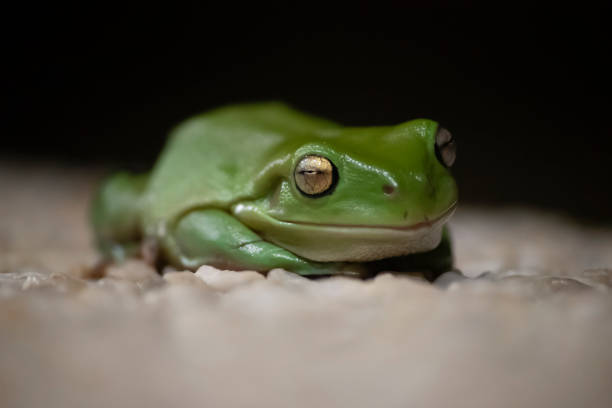 australijska żaba zielonego drzewa - green treefrog frog common frog tree frog zdjęcia i obrazy z banku zdjęć