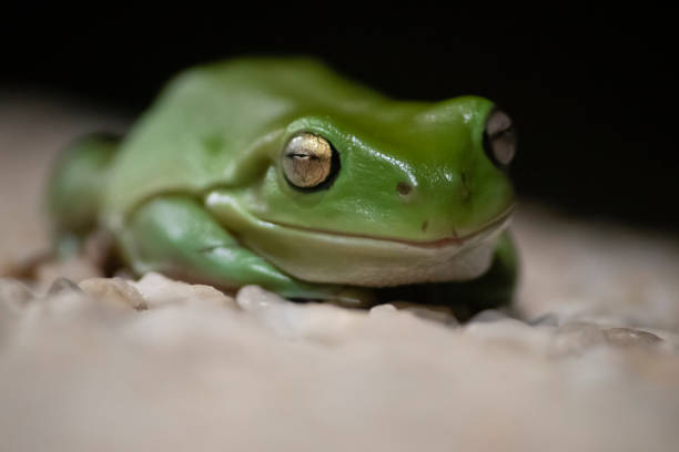 オーストラリアの緑の木カエル - green treefrog frog common frog tree frog ストックフォトと画像