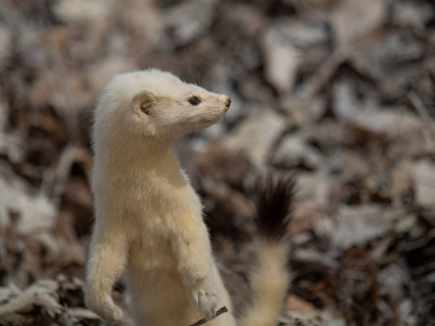 istock Ermine in the wild 1193337234