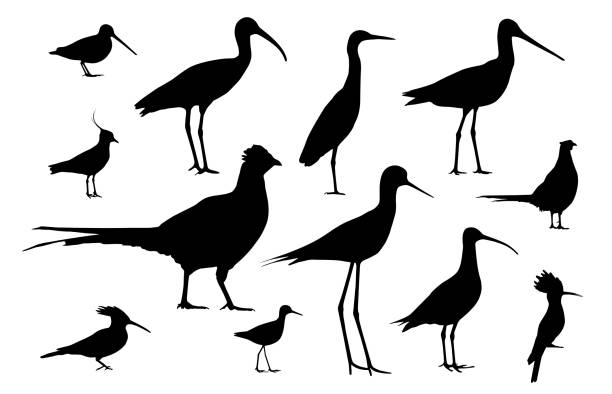 illustrations, cliparts, dessins animés et icônes de oiseaux de rivage et oiseaux de champs. ensemble de vecteurs de silhouettes - tringa glareola