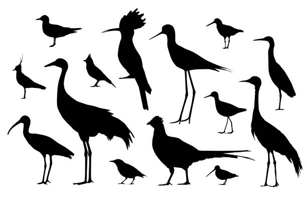 шорберы и птицы полей. набор векторов силуэтов - glossy ibis stock illustrations