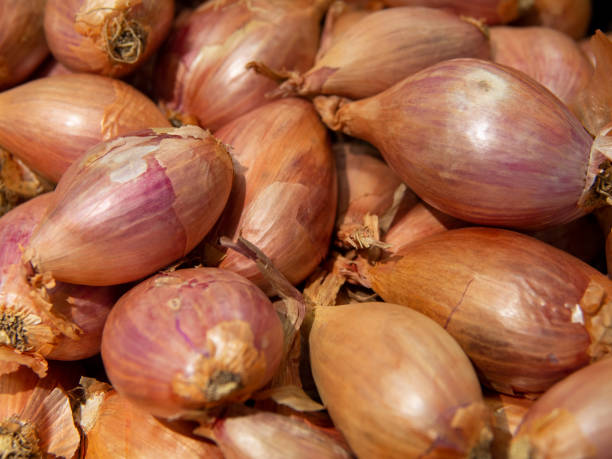 Pile of shallots stock photo
