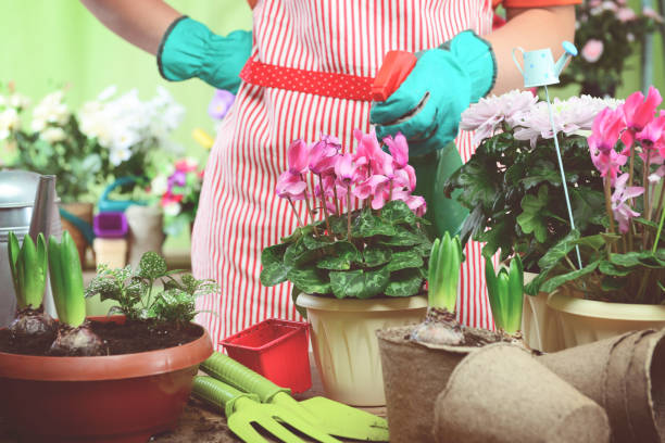 istock Woman's hands potting some plants 1193339579