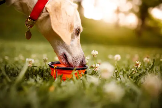 Photo of Dog at park drinking water