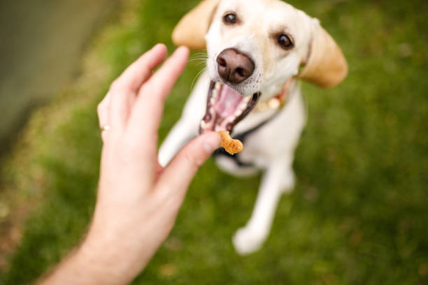 istock Giving treat to dog 1193340013