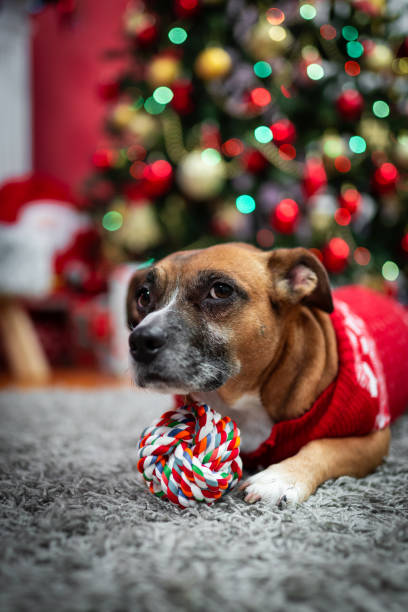 istock dog and here owner Christmas 1193343652