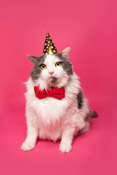 istock Party Cat on Pink 1193343819