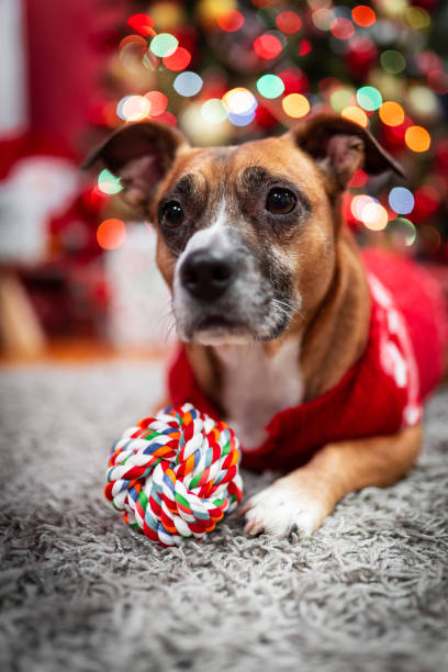 istock dog and here owner Christmas 1193343864