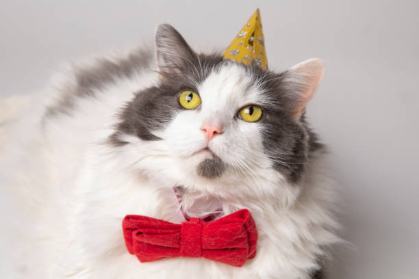 istock Portrait of a Party Cat 1193344169