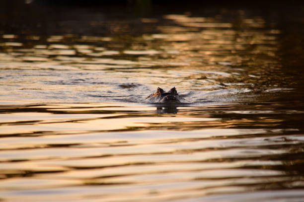 Jacare Caiman in Rio Cuiaba waters, Pantanal, Brazil