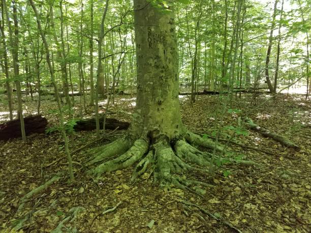 istock tree trunk with graffiti carvings in forest or woods 1193346797