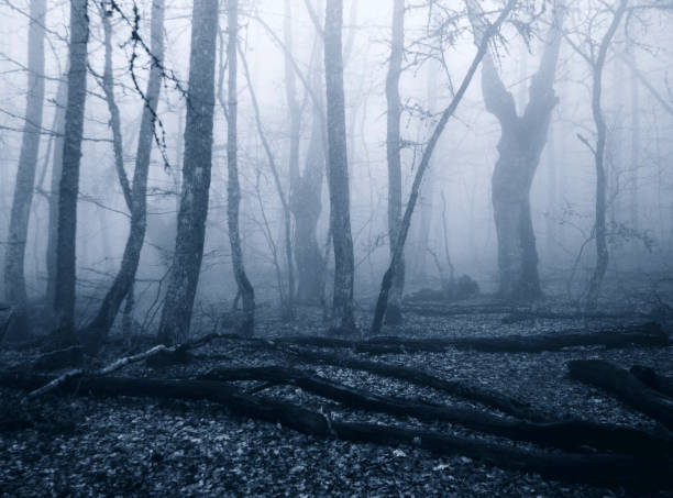 istock Foggy forest with trees in the springtime 1193347546